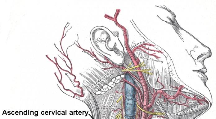 Ból tętnicy szyjnej – jakie są objawy zapalenia tętnicy szyjnej