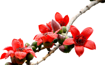 Czym się rożni kapok od kamizelki?