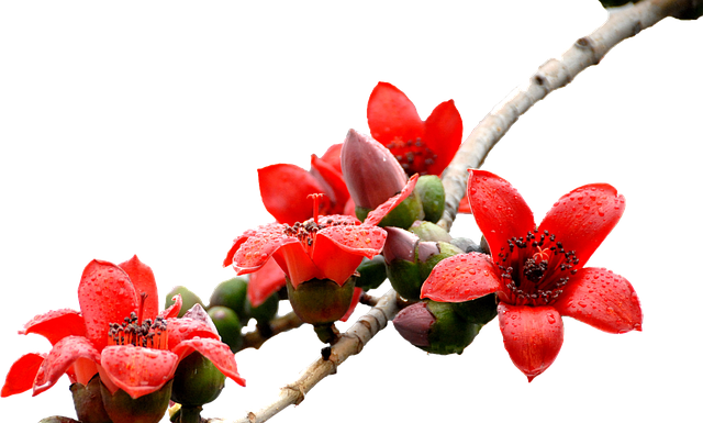 Czym się rożni kapok od kamizelki?