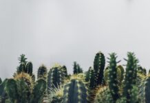 Czy kaktusy potrzebuja duzej doniczki?