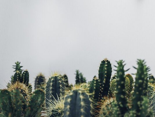 Czy kaktusy potrzebuja duzej doniczki?