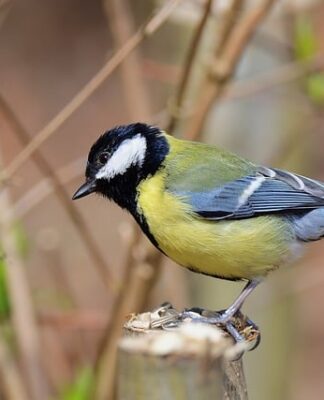 Jak dlugo karmić noworodka na żądanie?