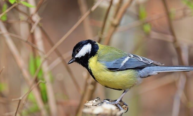 Jak dlugo karmić noworodka na żądanie?
