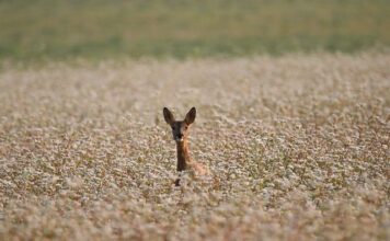 Czy kasza manna jest zdrowa dla niemowlaka?