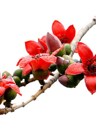 Co zamiast kapoka? Co zamiast kapoka?