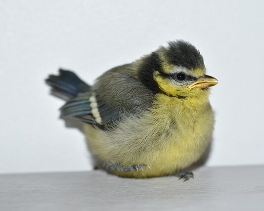 Jakie ciuszki dla niemowlaka na lato? Jakie ciuszki dla niemowlaka na lato?