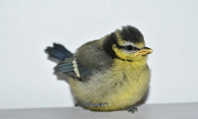 Jakie ciuszki dla niemowlaka na lato? Jakie ciuszki dla niemowlaka na lato?