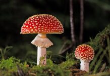 Jak nie złapać grzyba na basenie?