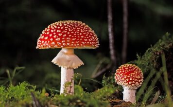 Jak nie złapać grzyba na basenie?