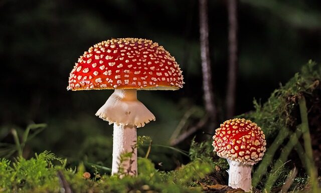 Jak nie złapać grzyba na basenie? Jak nie złapać grzyba na basenie?