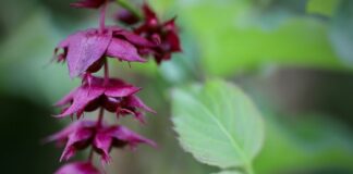 Jakiej broni używa Formoza?