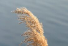 Czym się różnią śpioszki od pajacyka?