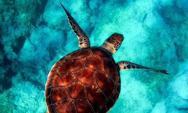 Czy umiejętność pływania jest potrzebne do nurkowania?