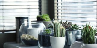 Czy kaktusy w domu są szkodliwe?