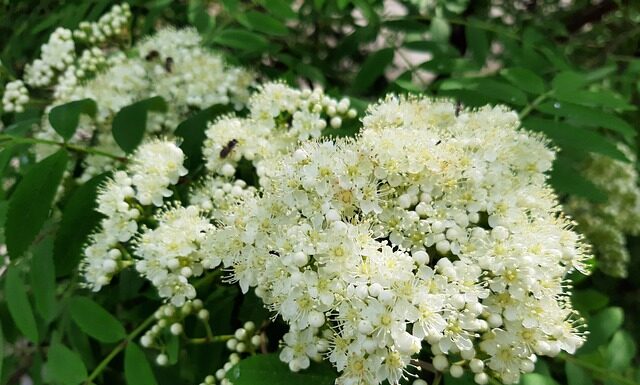 Czy podawać dziecku kleik ryżowy? Czy podawać dziecku kleik ryżowy?