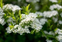 Jak zrobić kaszkę na mleku modyfikowanym? Jak zrobić kaszkę na mleku modyfikowanym?