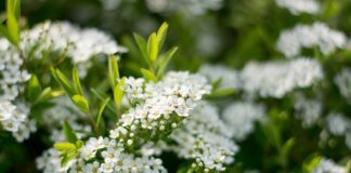 Jak zrobić kaszkę na mleku modyfikowanym?