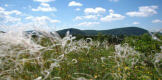 Co to jest sieroca? Co to jest sieroca?