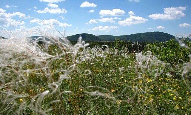 Co to jest sieroca? Co to jest sieroca?