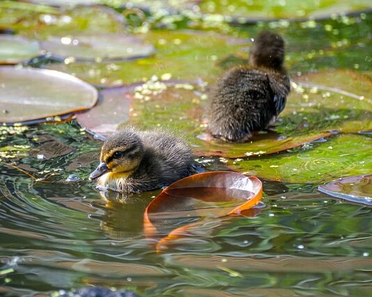 Jak nie dopuścić do zastoju pokarmu?