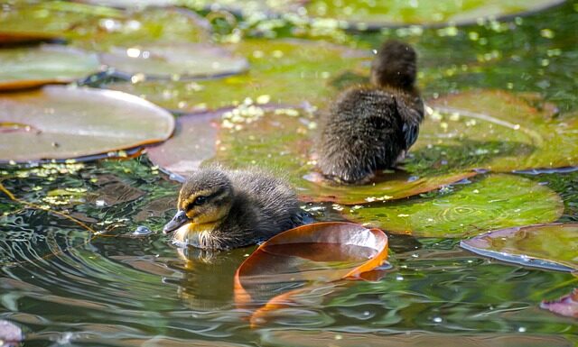 Jak nie dopuścić do zastoju pokarmu?