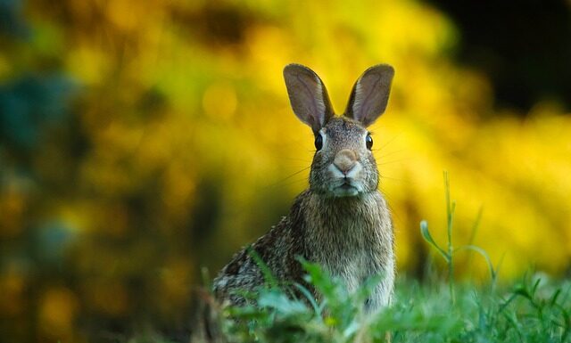 Czy uszy są połączone z nosem?