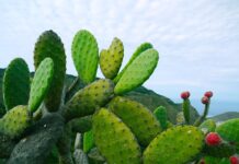 Czy opuncja jest niebezpieczna?