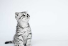 Jak złożyć body niemowlęce?