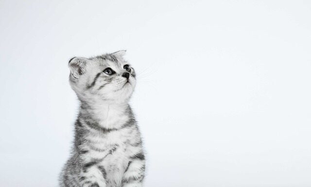 Jak złożyć body niemowlęce? Jak złożyć body niemowlęce?