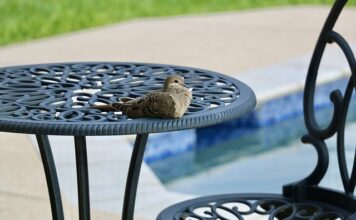 Ile stopni powinna mieć wodą w basenie ogrodowym dla niemowląt?