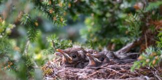 Ile może ważyć gniazdo bociana?