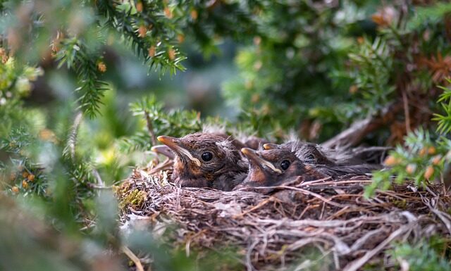 Ile może ważyć gniazdo bociana? Ile może ważyć gniazdo bociana?