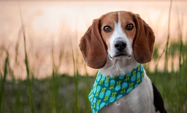 Czy z wiatrówki można zabić zająca? Czy z wiatrówki można zabić zająca?