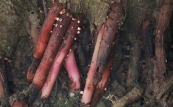 Czy Amol można stosować do nebulizatora?