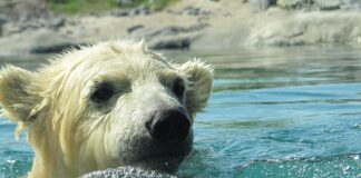 Jak się pływa najłatwiej?