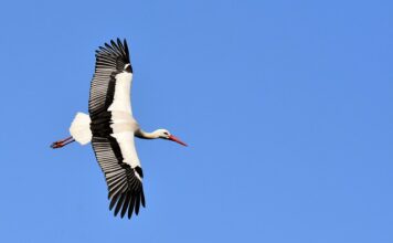 Jak zrobić bocianie gniazdo ze sznurka?