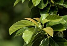 Jaką wysokość hulajnogi do wzrostu?