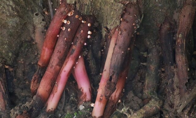 Czy Amol nadaje się do nebulizacji?