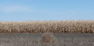 Z czego można zrobić bębenek? Z czego można zrobić bębenek?