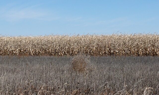 Z czego można zrobić bębenek? Z czego można zrobić bębenek?
