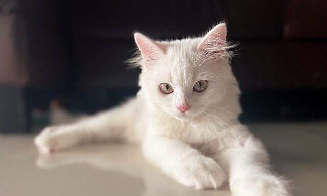 Czy można mieć przy sobie wiatrówkę?