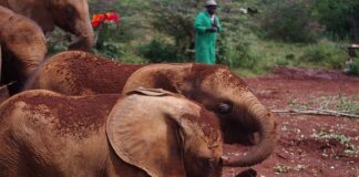 Co to syndrom sieroty? Co to syndrom sieroty?