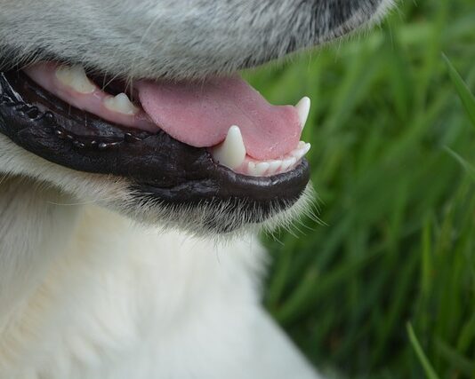 Jak odróżnić podróbkę od oryginału crocs? Jak odróżnić podróbkę od oryginału crocs?