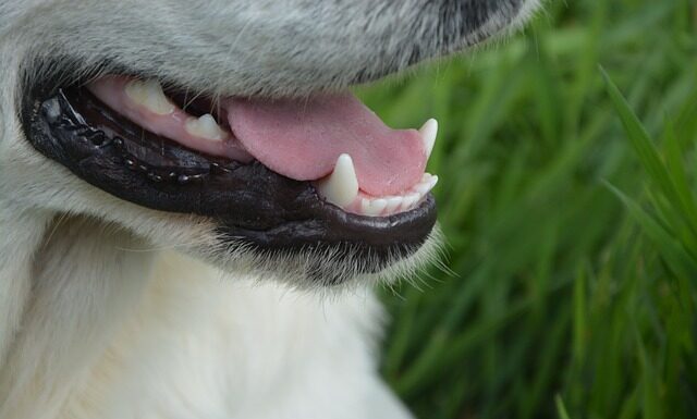 Jak odróżnić podróbkę od oryginału crocs?