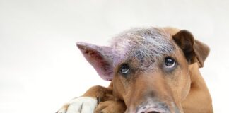 Po co pokazywać obrazki kontrastowe? Po co pokazywać obrazki kontrastowe?