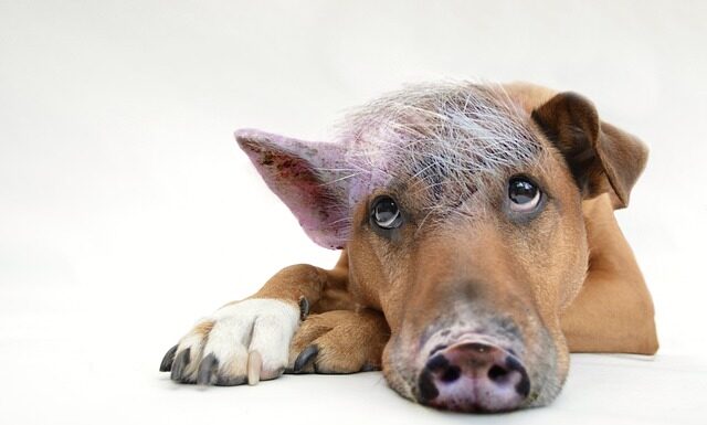 Po co pokazywać obrazki kontrastowe? Po co pokazywać obrazki kontrastowe?