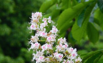 Czy można mieć chusteczki na maturze?