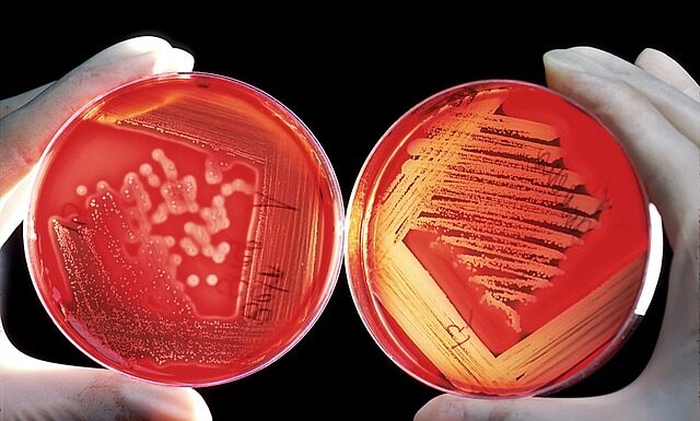 O co chodzi z klejem wikol? O co chodzi z klejem wikol?