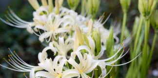 Ile razy w tygodniu pływać?