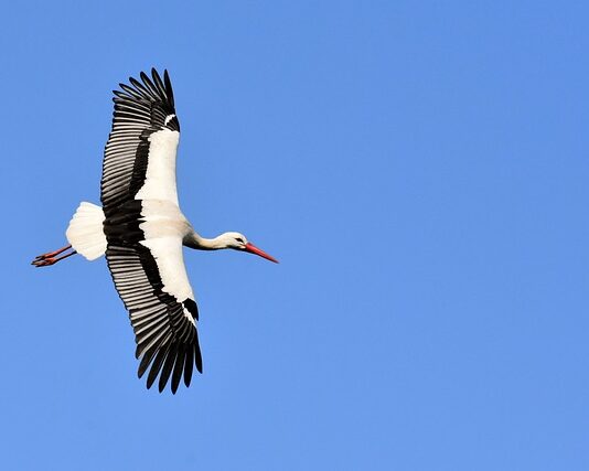 Czym żywi się bocian?